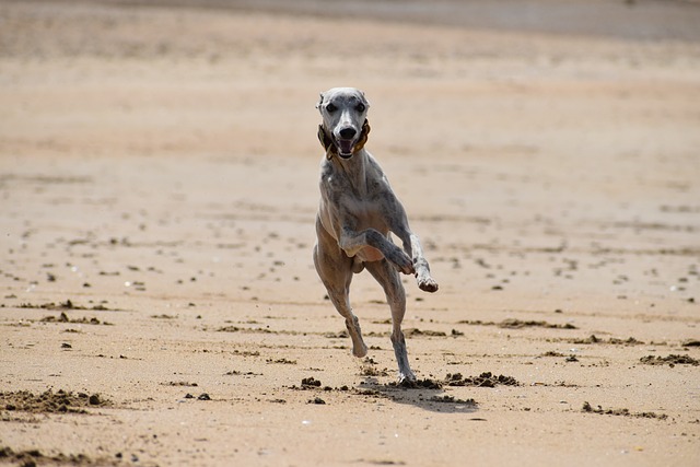 Dad Jokes: Unleashing the Power of Puns and Whippet Wisdom…