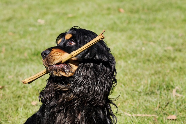 Pawtastic Dad Jokes About Cavalier King Charles Spaniels Cavalier King…