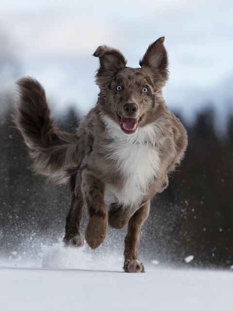 Title: Dad Jokes: Canine Edition, Featuring the Australian Cattle Dog…