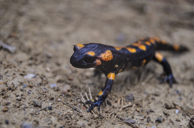 Dad Jokes To Make You Dip Out of Boredom Salamander…