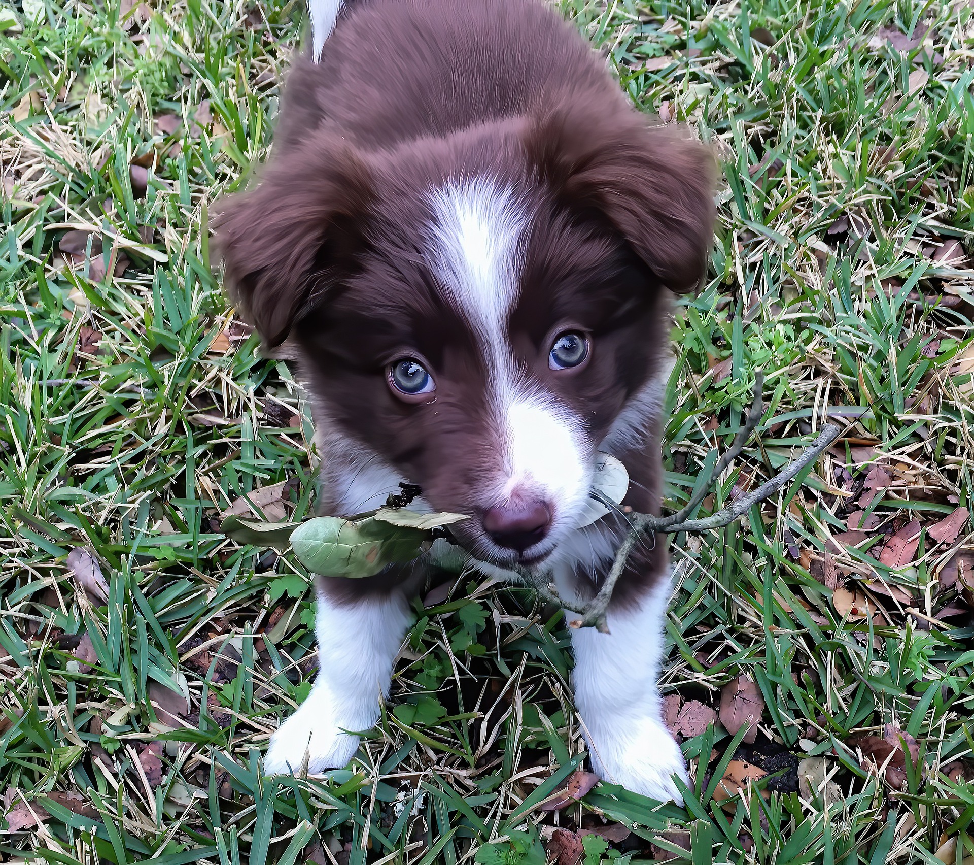 Border Collie Buddy #bordercollie #bordercollies #friends #motivation #fun #funny