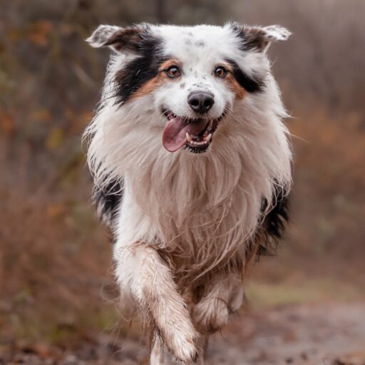 Border Collie!