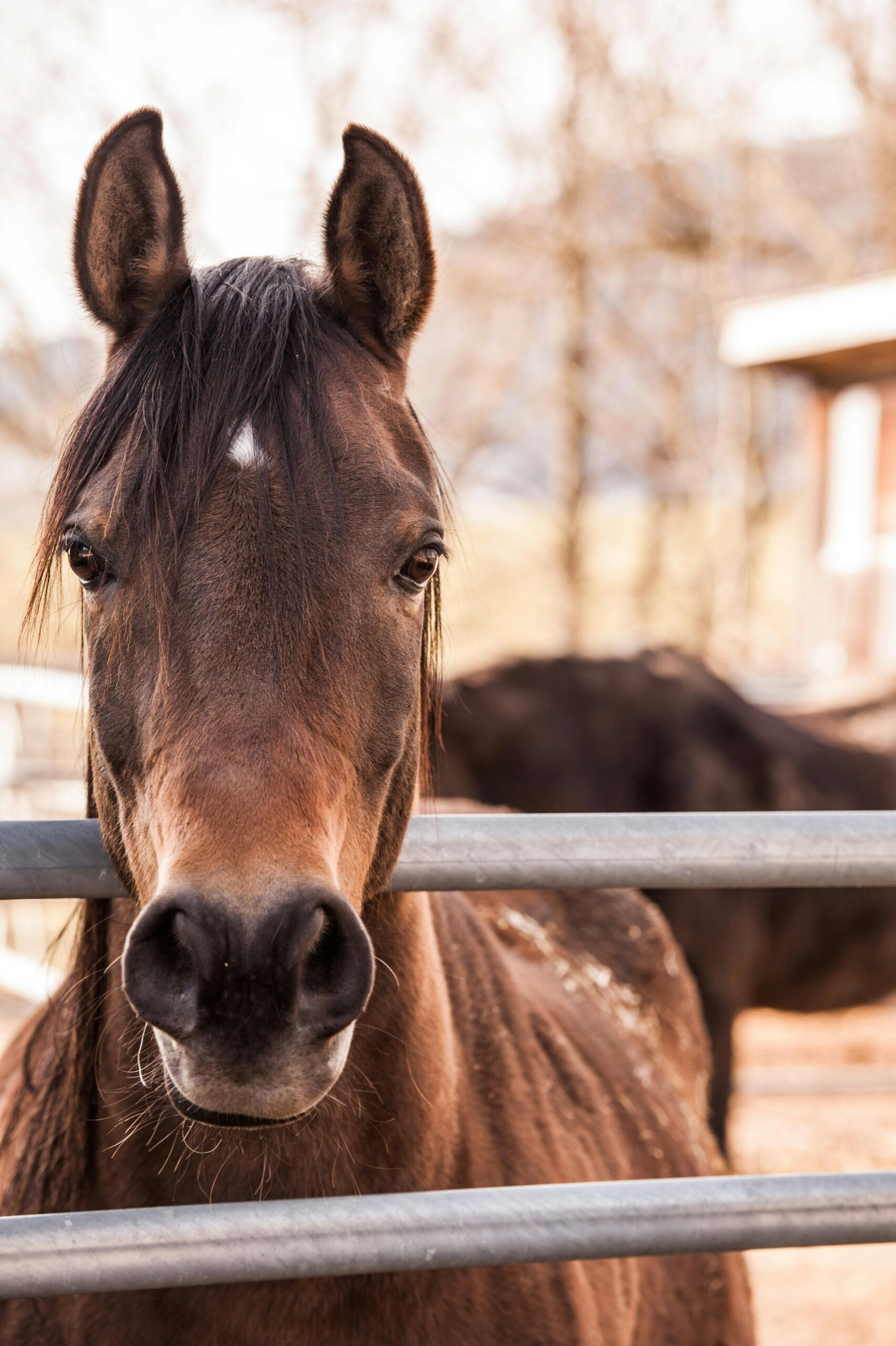 Horses..Online?