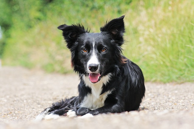 Discover the Joys and Challenges of Owning a Border Collie,…