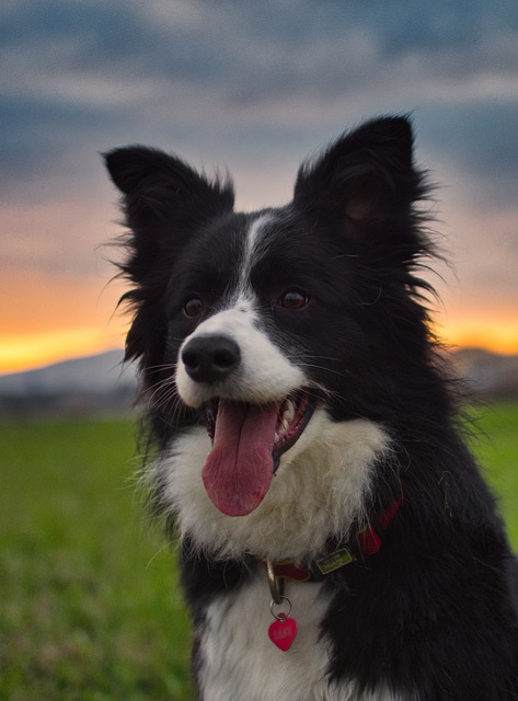 Are You Ready for the Border Collie Adventure? Border Collies,…