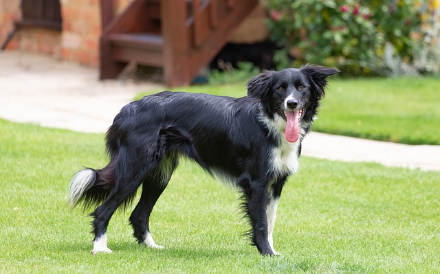 Welcome to the Battle of the Ages: Border Collies vs….