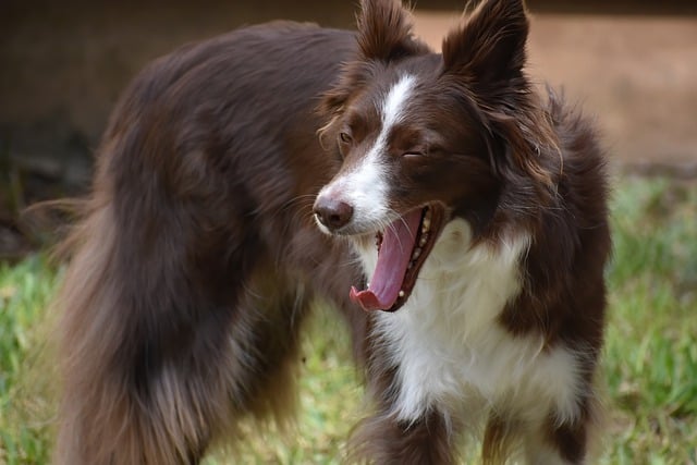 Unleash the Energy: Exercise Routines to Keep Your Border Collie…