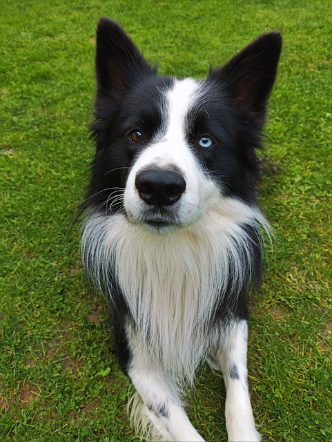 Unlocking the Intelligence and Versatility of Border Collies The Border…