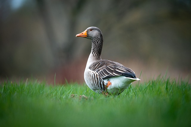 Animal Antics: Today in Asia’s Animal Kingdom Meet the extraordinary…