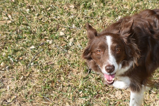 Unleashing the Challenges and Rewards of Border Collie Ownership Border…