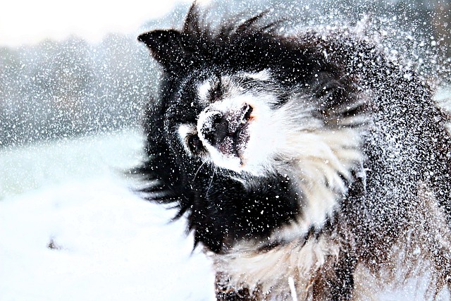 The Ultimate Grooming Guide for Border Collies: Unlocking Your Collie’s…