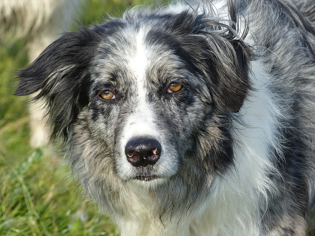 Discover the Zany World of Border Collie Mischief Get ready…