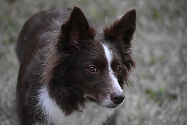 Border Collies: Deciphering Their Extraordinary Nature Border Collies, renowned for…