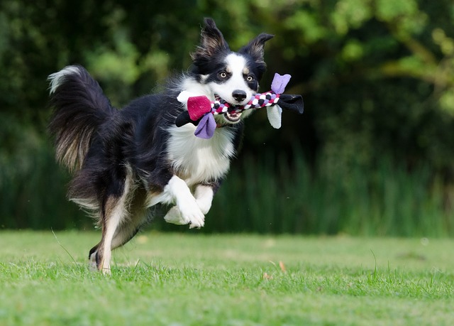 All Hail the Border Collies of Iowa: Discover the Extraordinary…