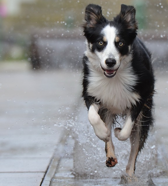 Unleash the Energy: Exercise Routines to Keep Your Border Collie…