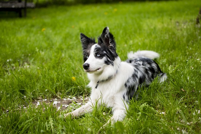 Why Border Collies Reign Supreme: The Ultimate Guide to Their…