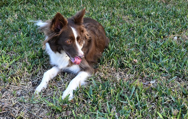 Border Collies: A Comprehensive Guide to Their Unique Qualities and…