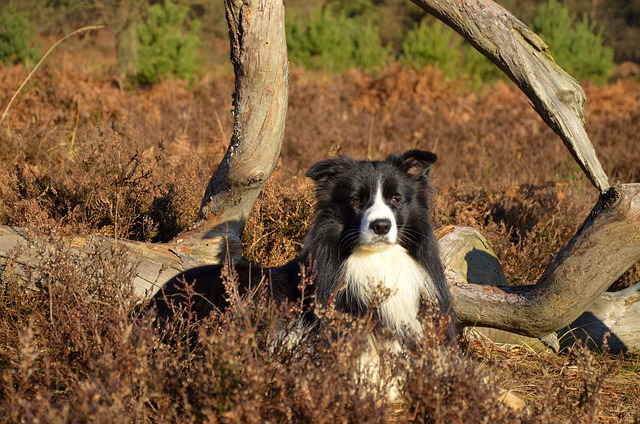 The Playful Prowess of Border Collies: Unlocking Their Inner Joy…