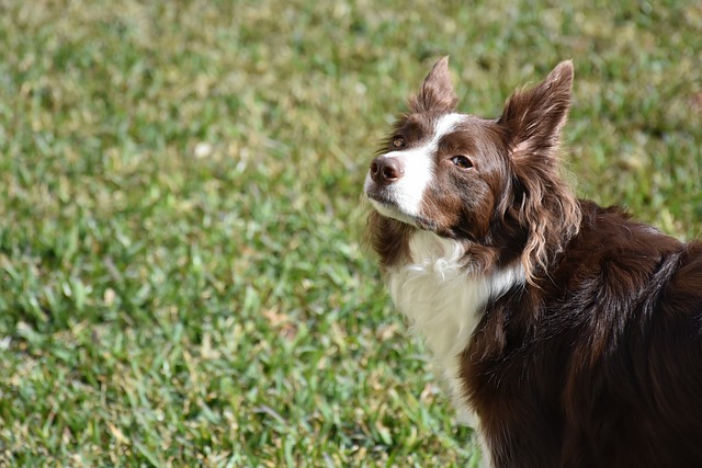 Unlocking the Extraordinary World of Border Collies in South Dakota…