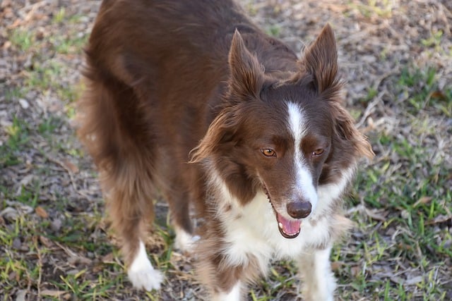 Border Collies: The Ultimate Guide to Their Pros and Cons…