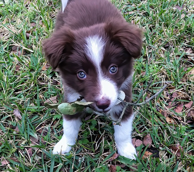 Unleash the Superiority: Border Collies Reign Supreme Over Dinosaurs In…