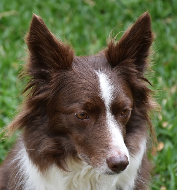 Unveiling the Pros and Cons of Owning a Border Collie…