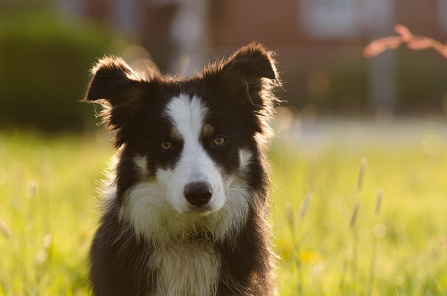 Battle of the Belles: Border Collies vs Kittens in the…