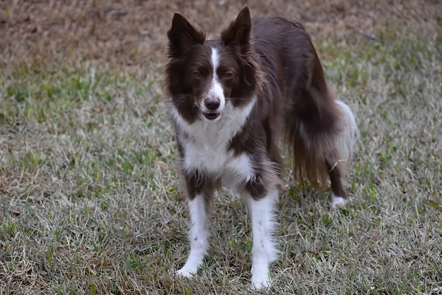 The Ultimate Guide to the Border Collie vs. Kitten Conundrum…