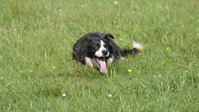 The Allure of Herding Training: Benefits and Techniques for Your…