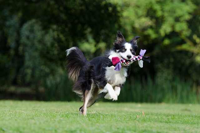 Welcome to the World of Border Collie Mischief in Massachusetts!…