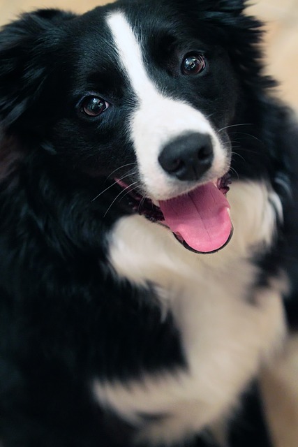 Discover the Inner Workings of Your Border Collie: Uncovering Common…