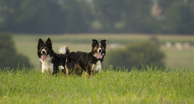 Uncover the Extraordinary Essence of Border Collies: Why They Reign…