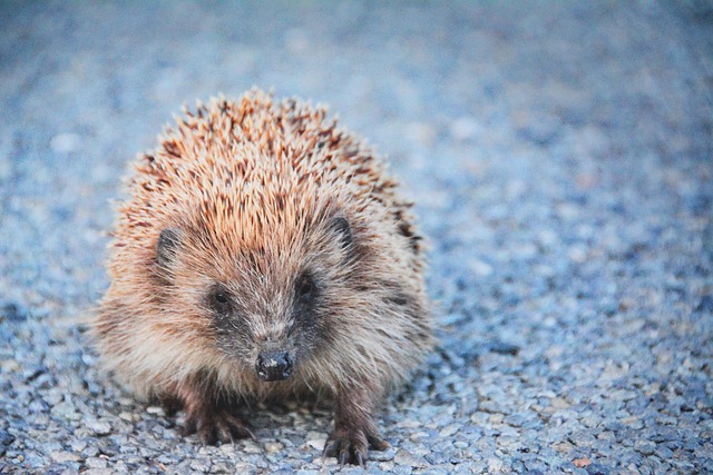 The Pun-derful World of Dad Jokes Hedgehog Jokes Why did…