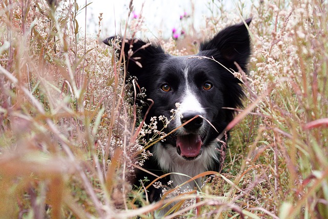 Meow vs. Woof: The Ultimate Showdown Between Border Collies vs…