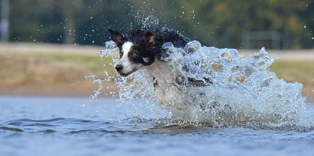 Unveiling the Challenges and Rewards of Owning a Border Collie…