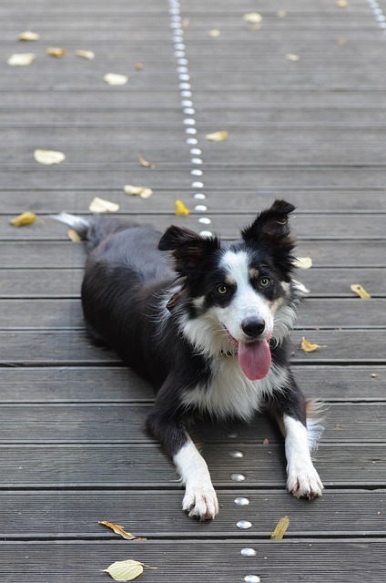 Ultimate Grooming Guide for Border Collies: Unveiling their Inner Elegance…