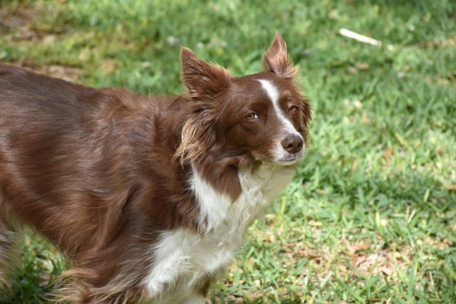 Unleash the Magic of Border Collies: Hawaii’s Canine Superstars Fancy…