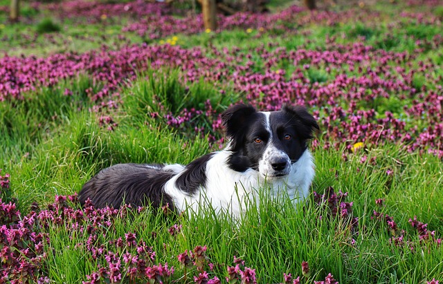 Ultimate Grooming Guide for Border Collies: A Comprehensive Guide for…