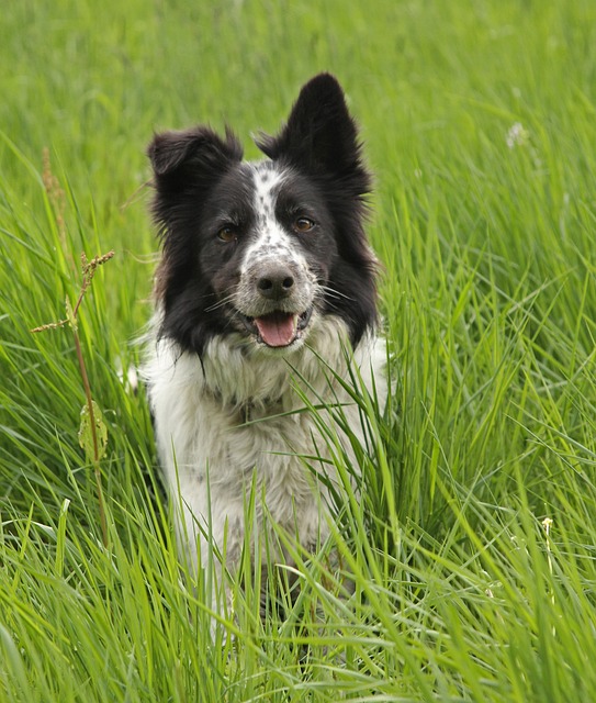 Embark on a Border Collie Adventure in New Jersey Journey…