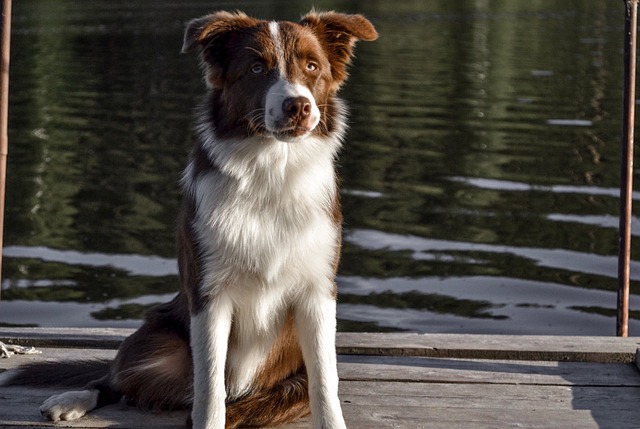 Border Collies: Playful Partners in North Dakota Border Collies, renowned…