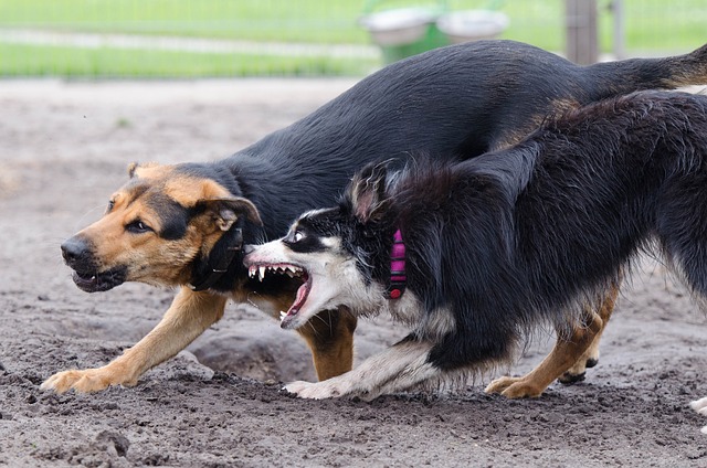 Border Collies: Common Health Issues and Preventive Measures Border Collies…