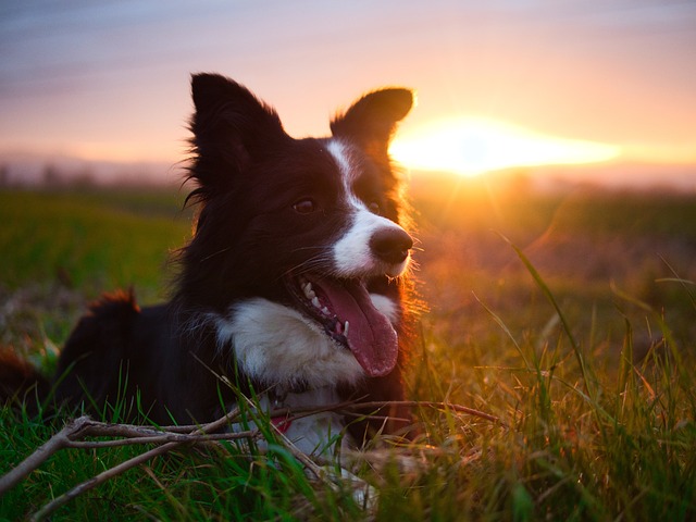 Unveiling the Secrets of Border Collie Grooming: A Comprehensive Guide…