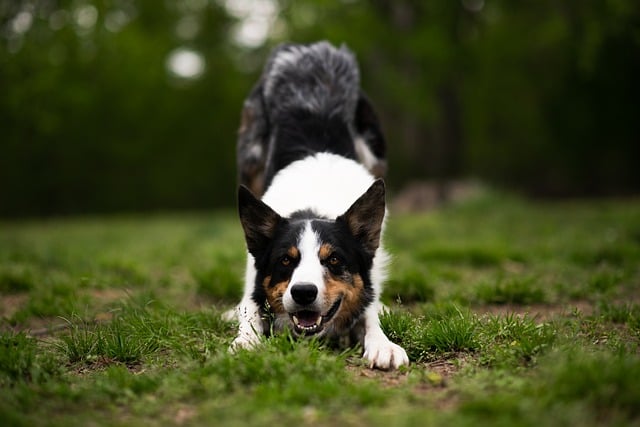 Unlock the Potential of Your Border Collie: A Guide to…