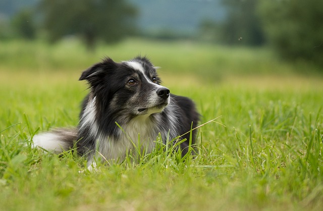 Border Collie Antics: Unleashing the Energetic Side of Your Four-Legged…