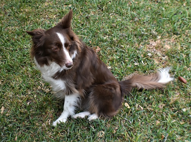 Unlocking the Mischievous Charm of Border Collies: A Guide to…