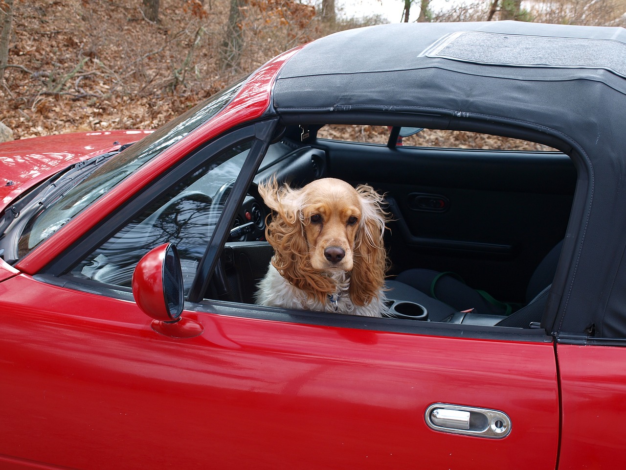 Cocker Spaniel | Cocker Spaniels: A History Of Love, Loyalty,…