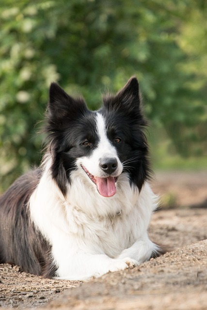 Welcome to the World of Border Collie Pups: A Comprehensive…