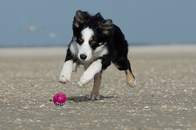 Discover the Unparalleled Spirit of Border Collies: A Guide to…