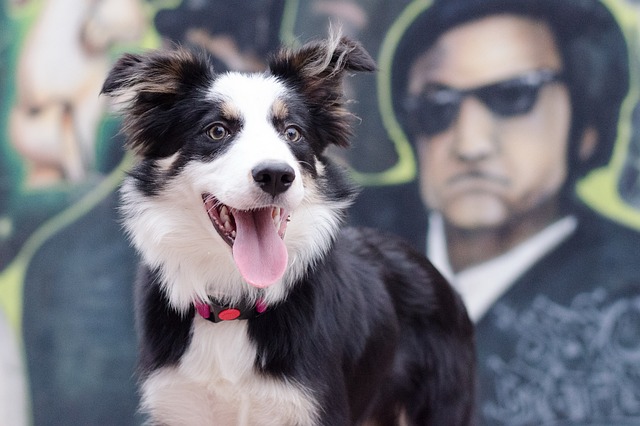 Embark on Unforgettable Adventures with Your Border Collie: A Comprehensive…