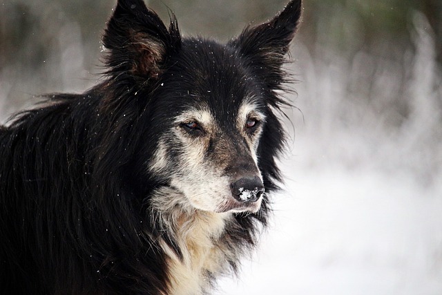 Unleash the Secrets of the Border Collie Breed: A Tale…